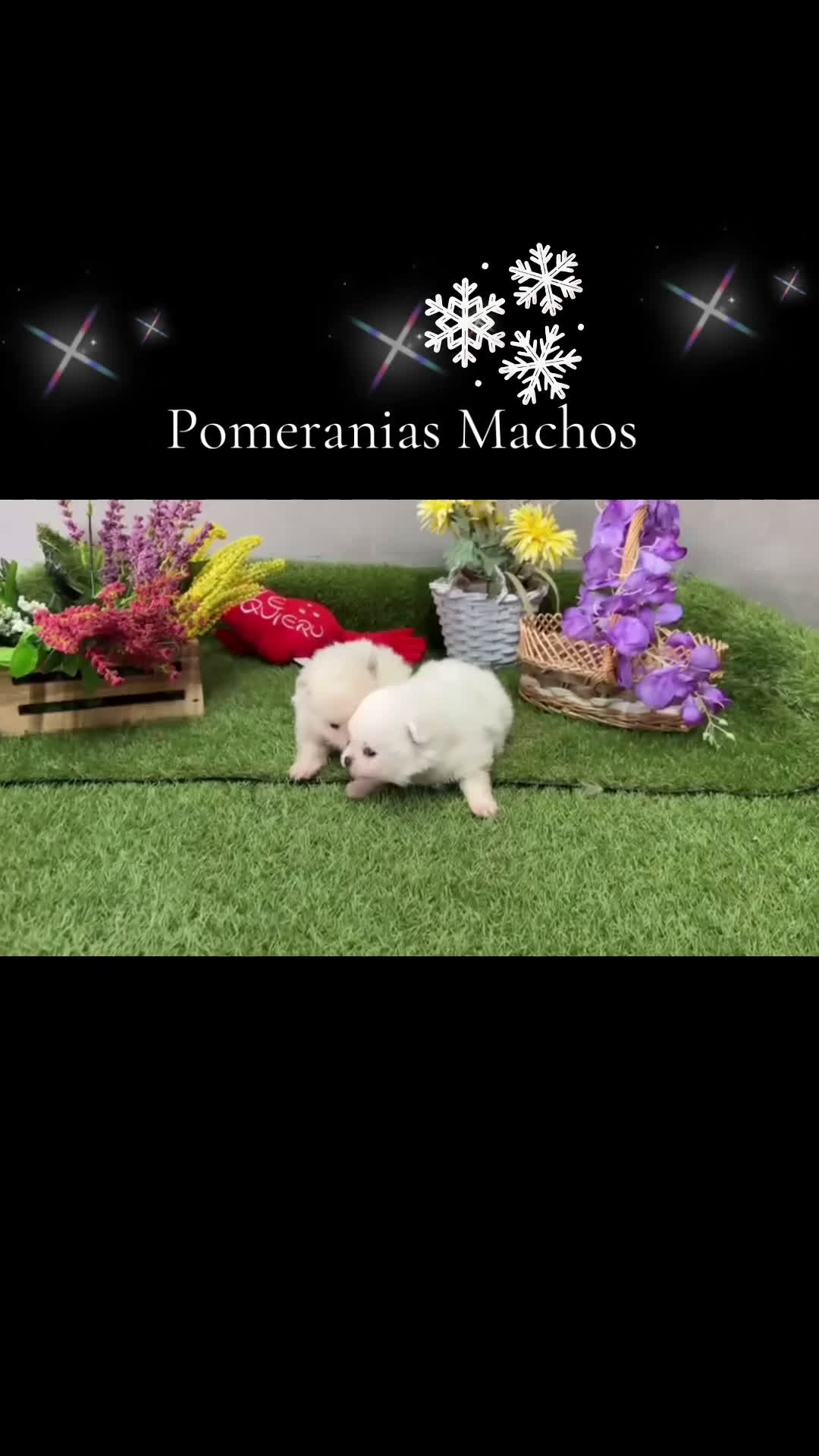Pomerania perros en venta: Pomerania (lulu de Pomerania ) - Video 2