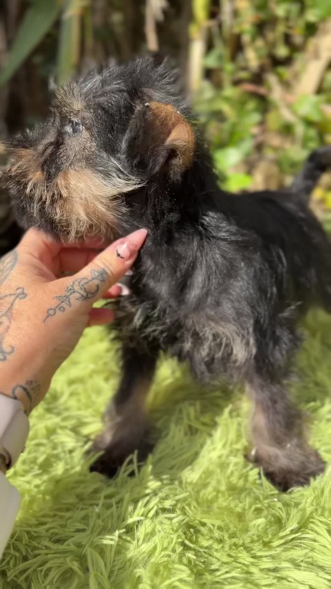 Schnauzer Miniatura perros en venta: Schnauzer mini sal y pimienta  - Video 1