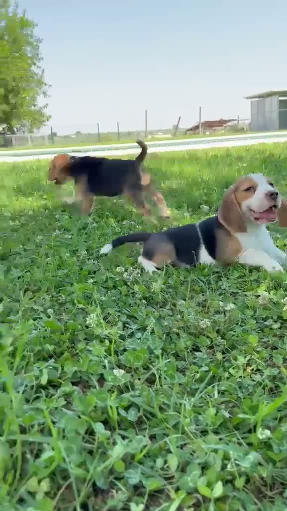 Beagle perros en venta: Cachorros beagle hembra tricolor - Video 3