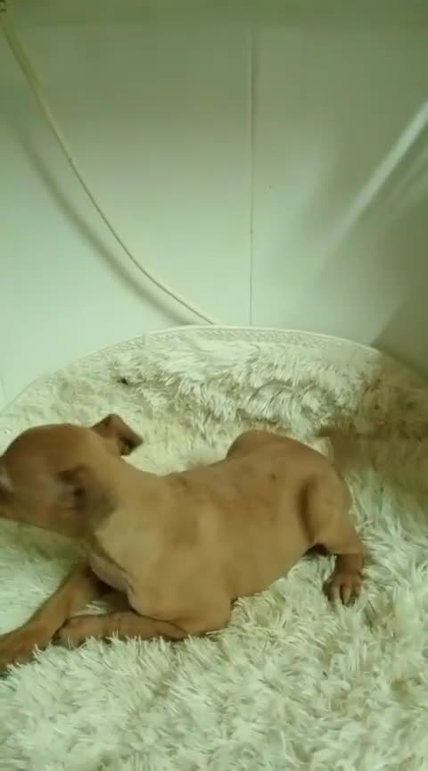 Pequeño Lebrel Italiano perros en venta: Lebrel  - Video 1