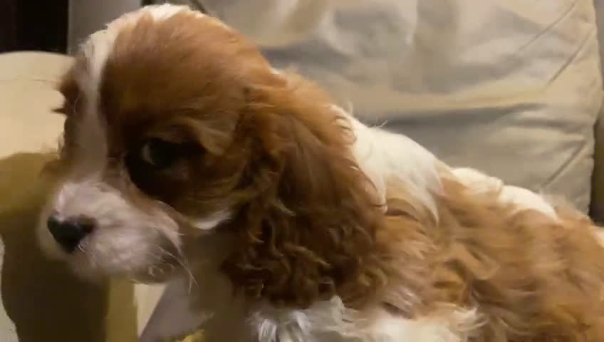 Cavapoo perros en venta:  Cahorros raza Cavapoo en Granada - Video 2