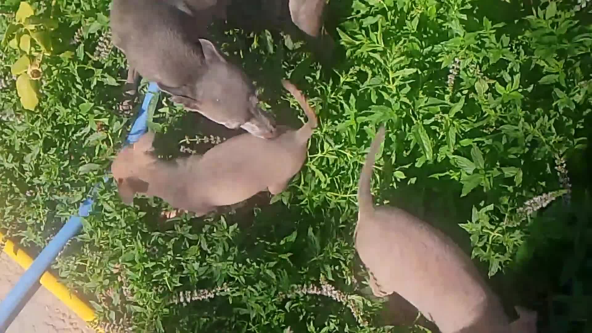 Raza Mixta perros en venta: Greyhuahua solo quedan los Merle y uno marrón  - Video 1