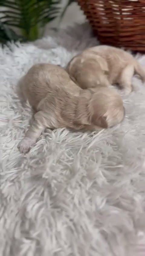 Maltipoo perros en venta: MALTIPOO  - Video 1