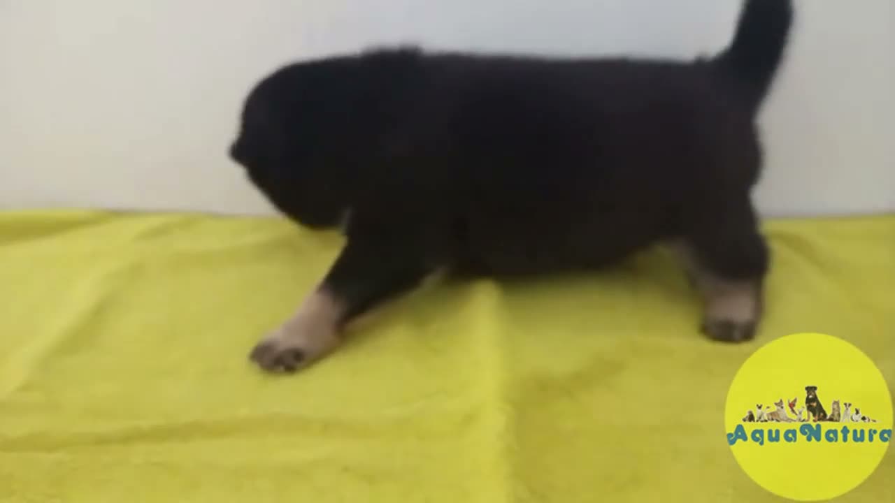 Shiba Inu perros en venta: Shiba Inu Macho 1 de Magy y Simbad AQUANATURA - Video 1