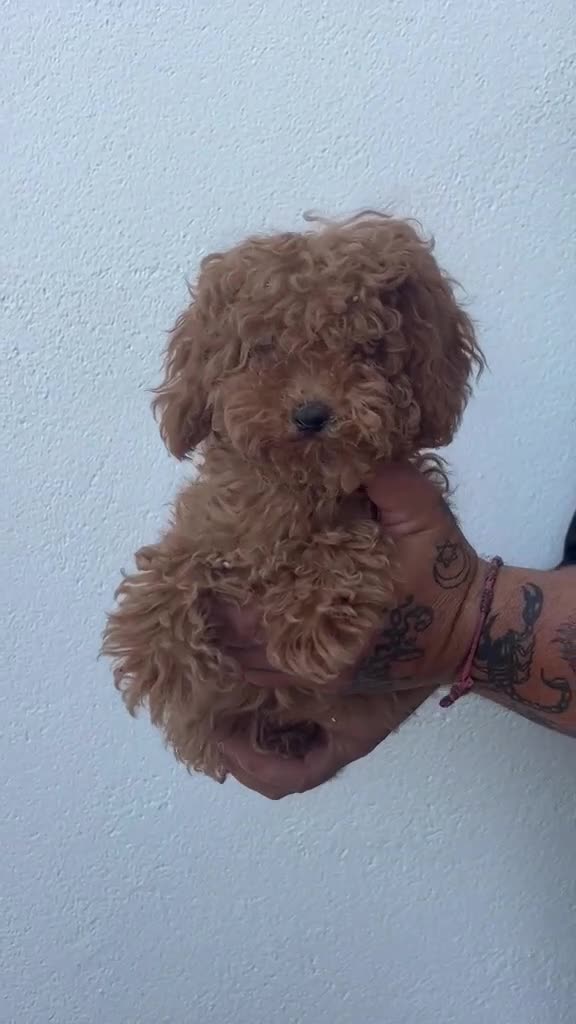 Caniche Toy perros en venta: Caniche toy - Video 1