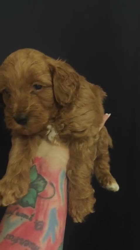 Caniche Toy perros en venta: Caniche toy - Video 1