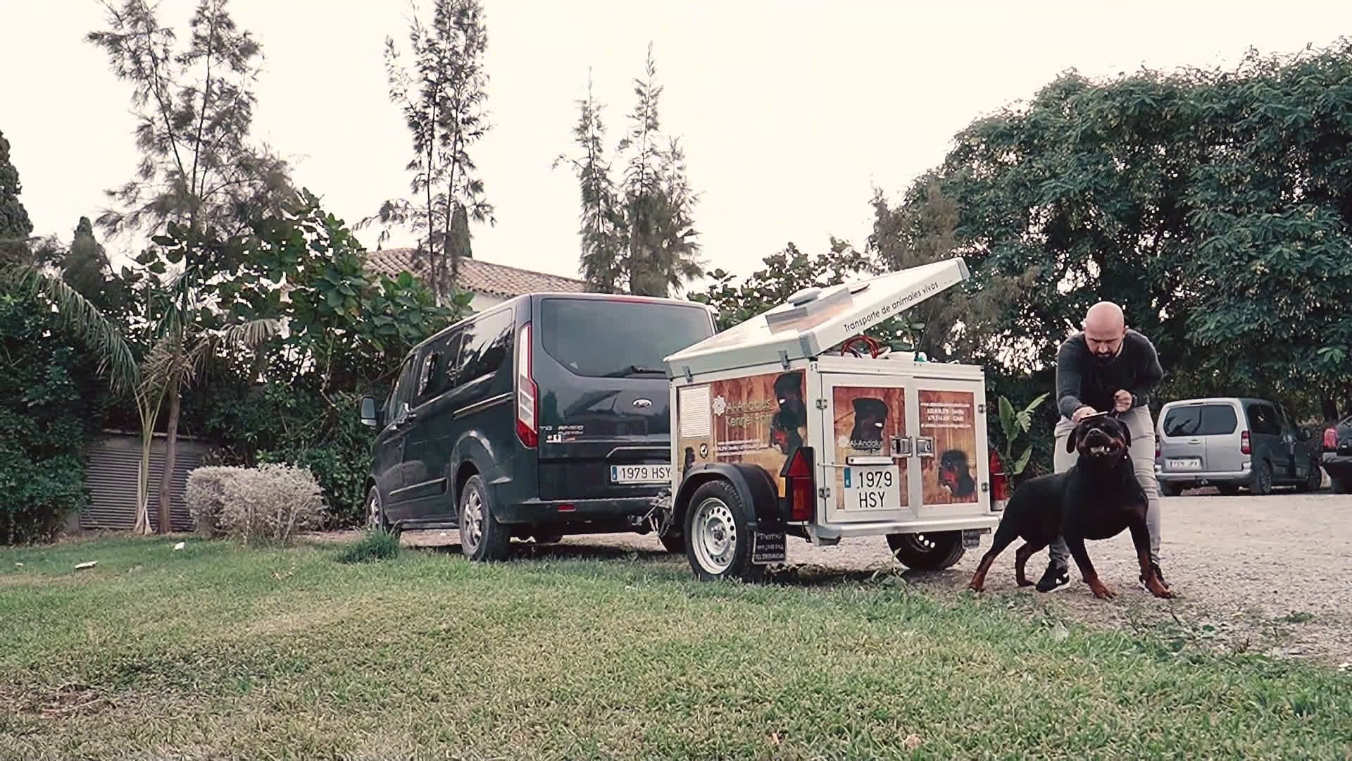 Rottweiler perros para monta: Rottweiler para montas - Video 1