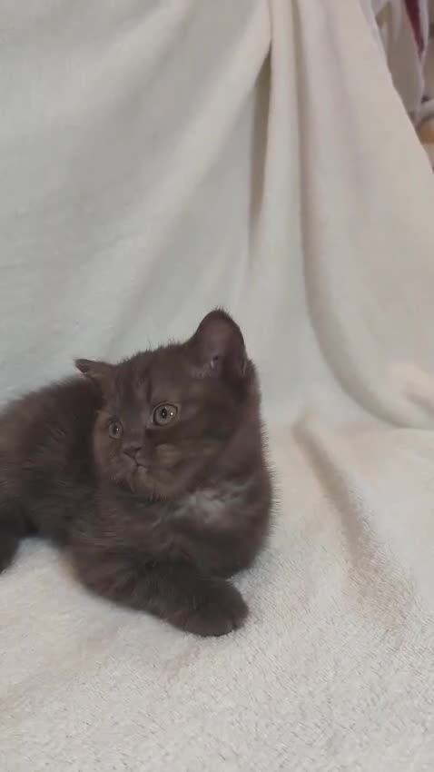 Británico de Pelo Corto gatos en venta: SE VENDE GATITA BRITISH SHORTAIR - Video 1