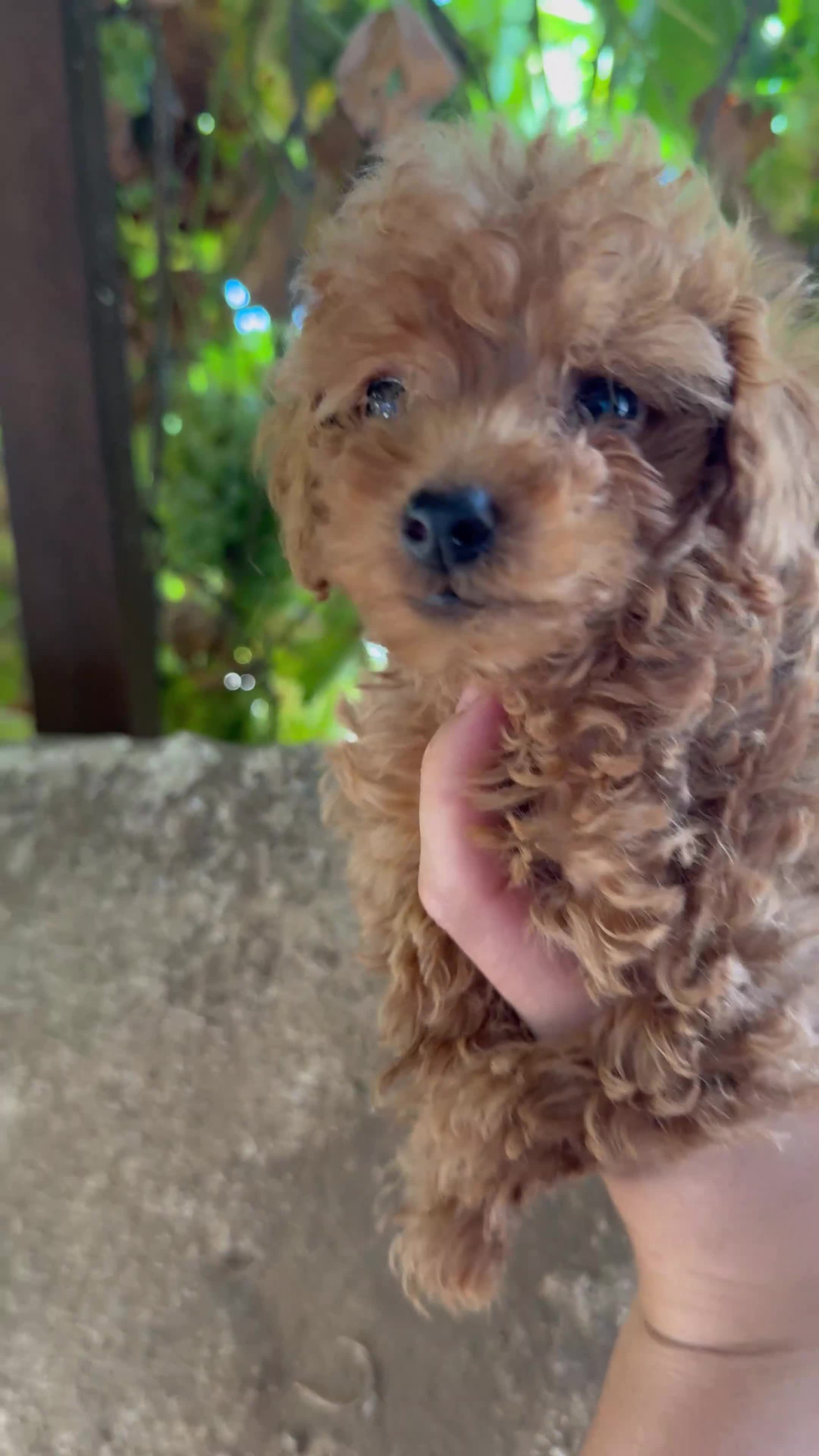 Caniche Toy perros en venta: Caniche toy - Video 2