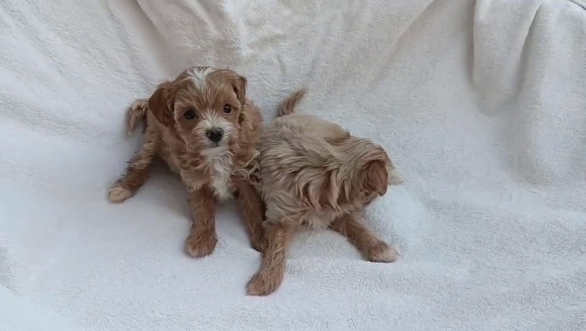Maltipoo perros en venta: LINDA HEMBRITA MALTIPOO - Video 2