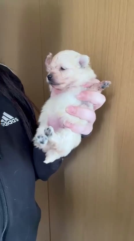 Pomerania perros en venta: Pomerania hembra toy - Video 1