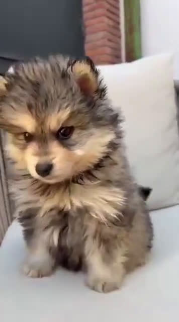 Raza Mixta perros en venta: Pomsky - Video 2