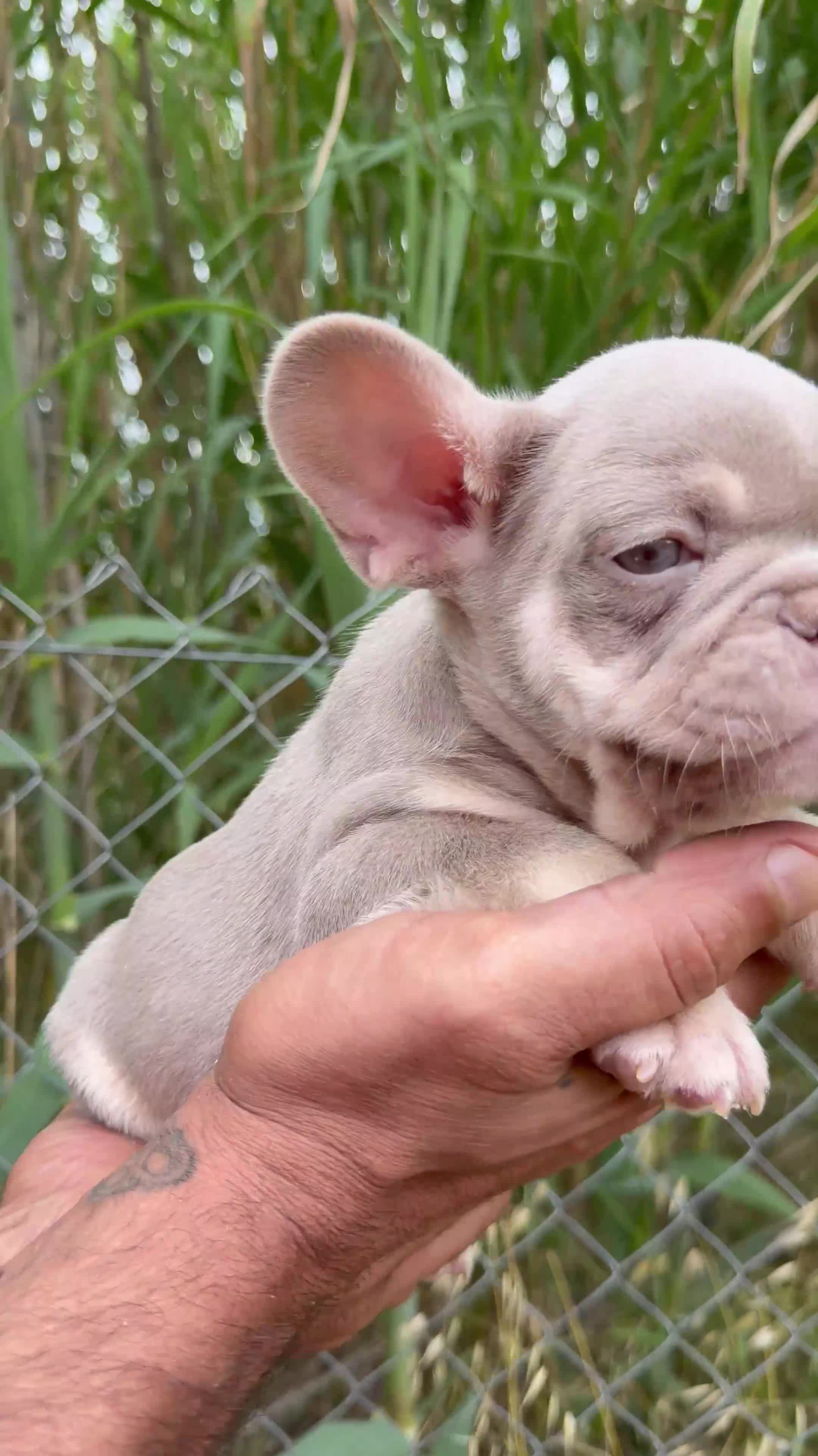 Bulldog Francés perros en venta: BULLDOG FRANCÉS LILAC TAN ESPECTACULAR - Video 1