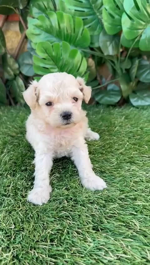 Caniche Toy perros en venta: Preciosa camada raza Caniche Toy  en Granada - Video 1