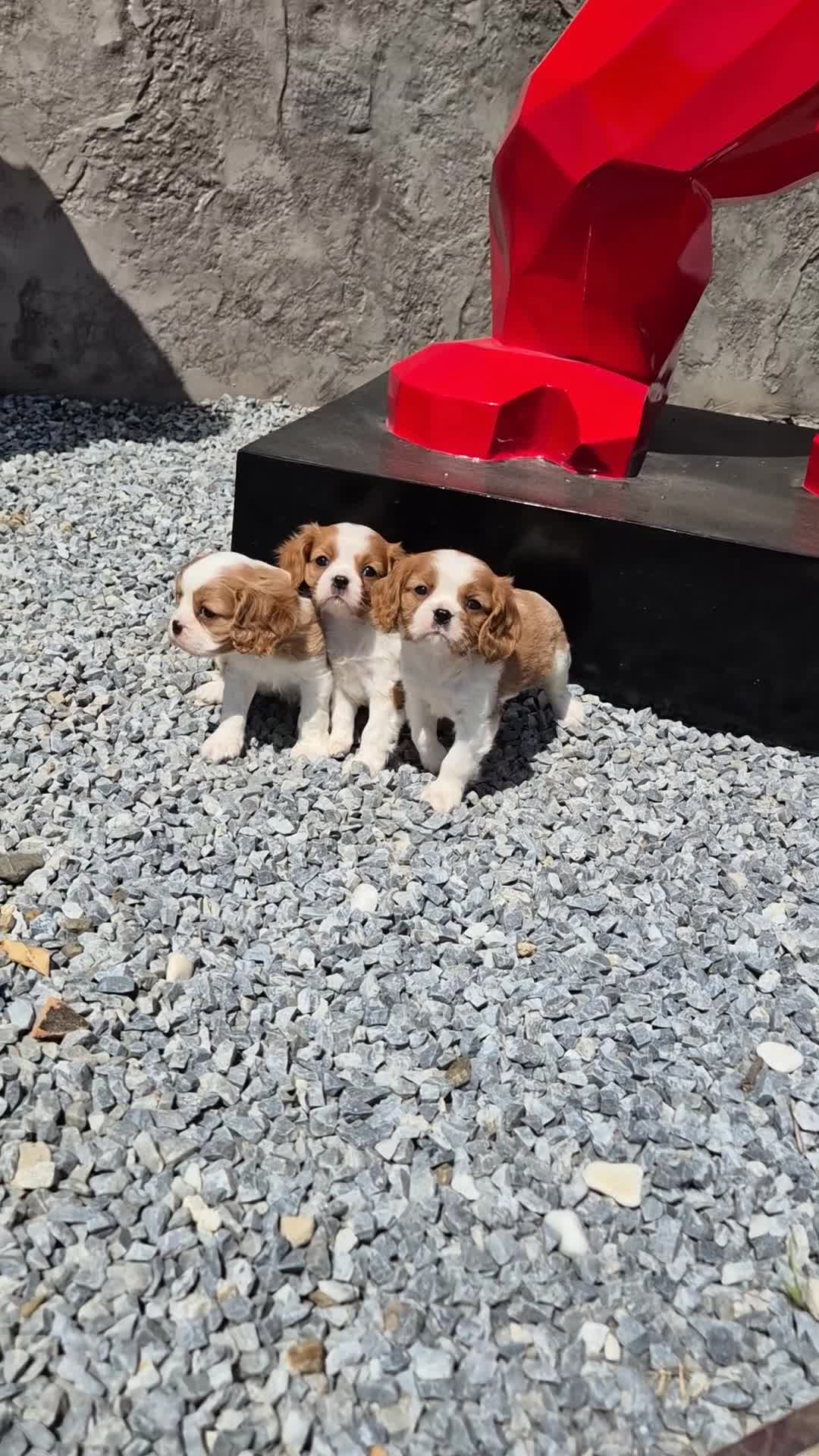 Cavalier King Charles Spaniel perros en venta: Cavalier King Charles  en Girona - Video 3