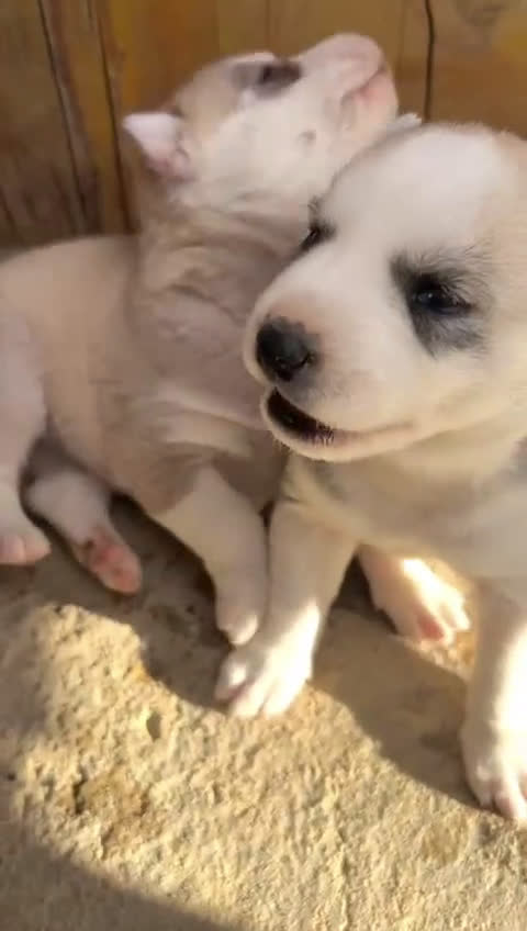 Husky Siberiano perros en venta: HUSKYS - Video 2