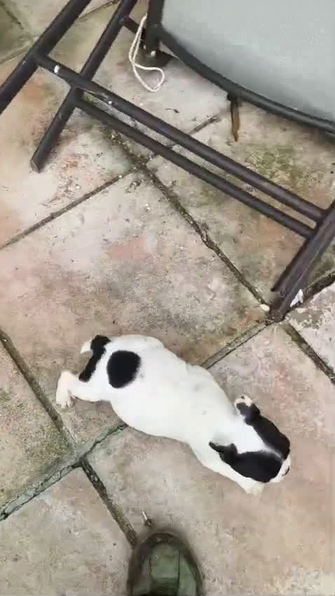 Bulldog Francés perros en venta: Bulldog francés  - Video 2