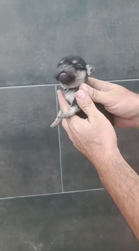 Bulldog Francés perros en venta: Bulldog francés cocoa tan - Video 1