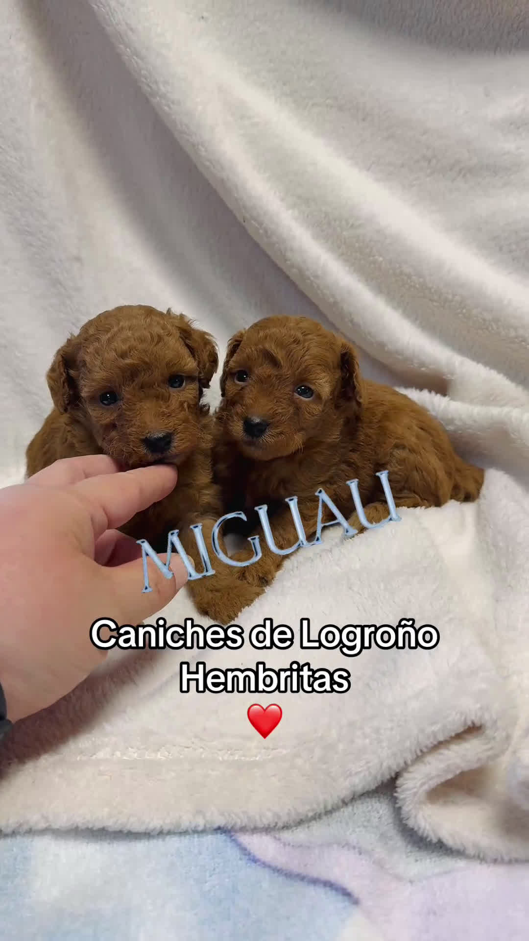 Caniche Toy perros en venta: Monísima Caniche Roja - Video 1