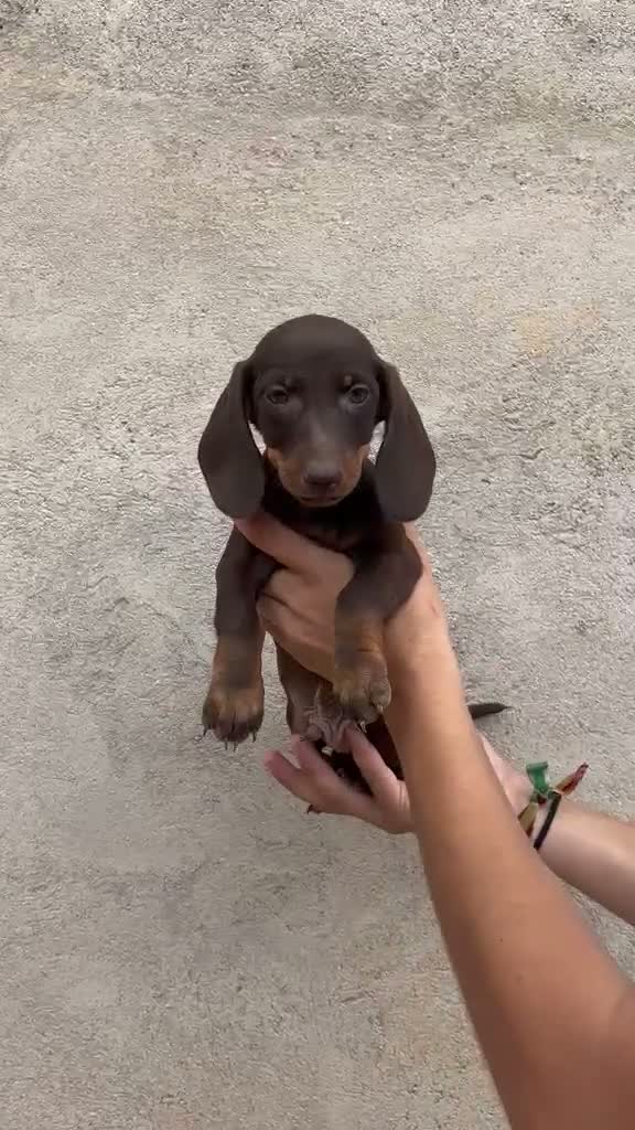 Teckel Miniatura perros en venta: Preciosos teckel  - Video 1