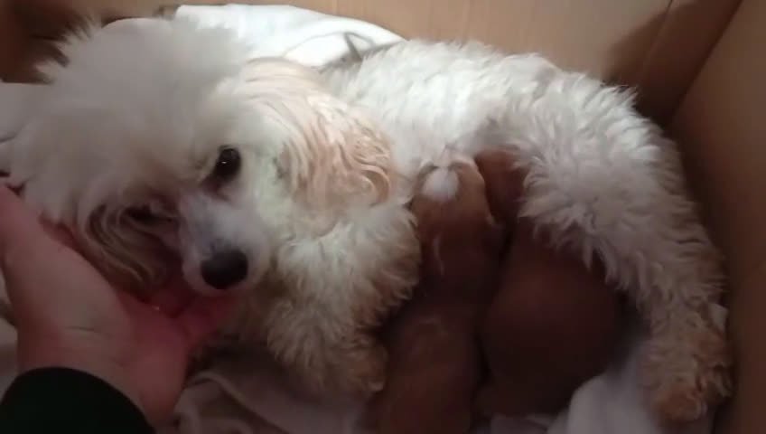 Maltipoo perros en venta: Maltipoo roja hembra  - Video 1