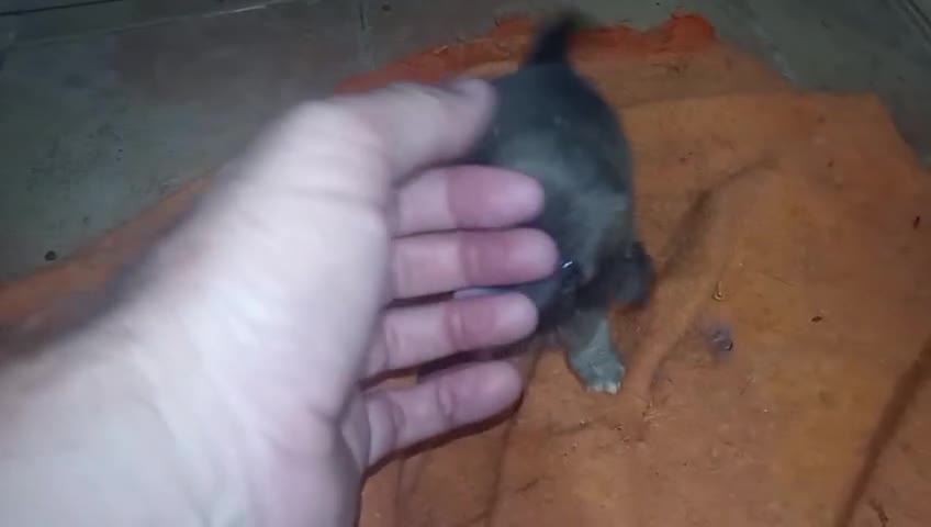 Chihuahua perros en venta: Camada Sopa Chihuahua  - Video 1