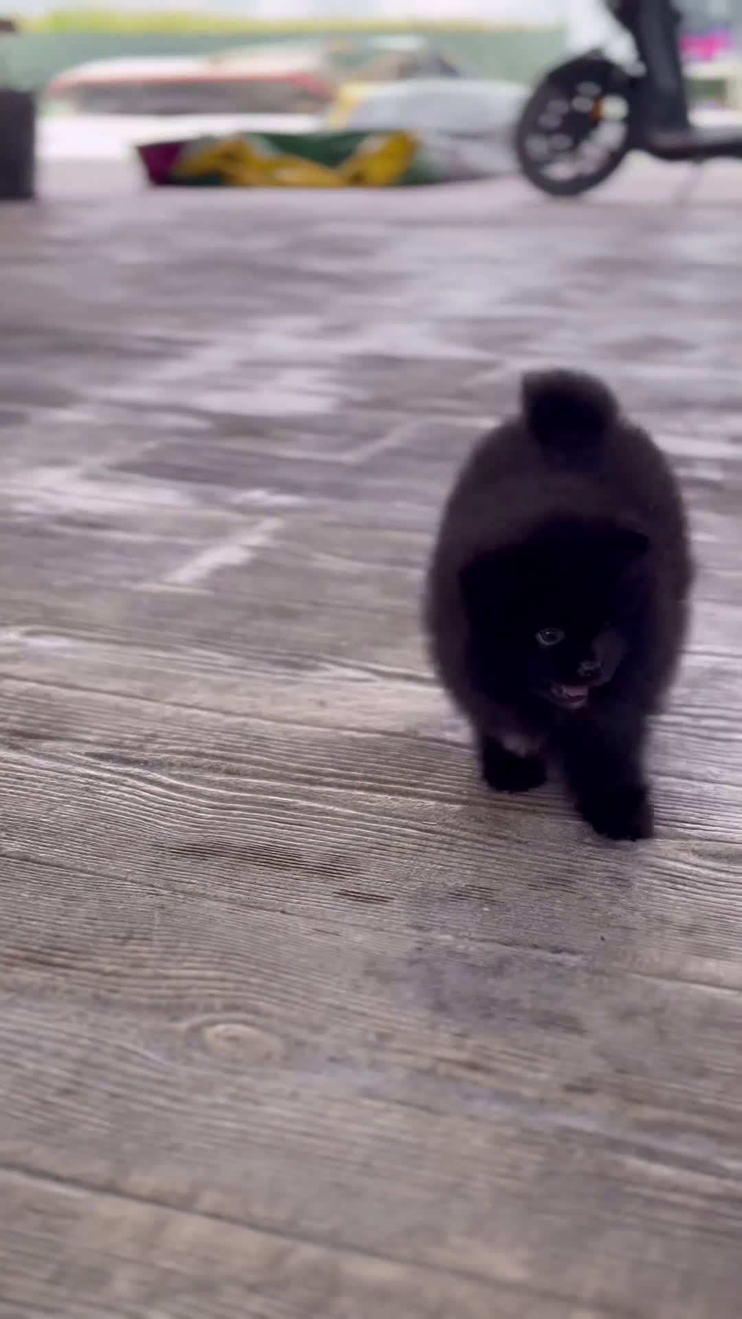 Pomerania perros en venta: 🐾 Sparky, Roscón, Prodigy, Monkey y Frosty 🐾 - Video 2