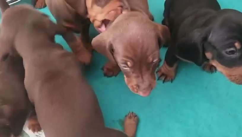 Teckel Miniatura perros en venta: Teckel Miniatura - Video 1