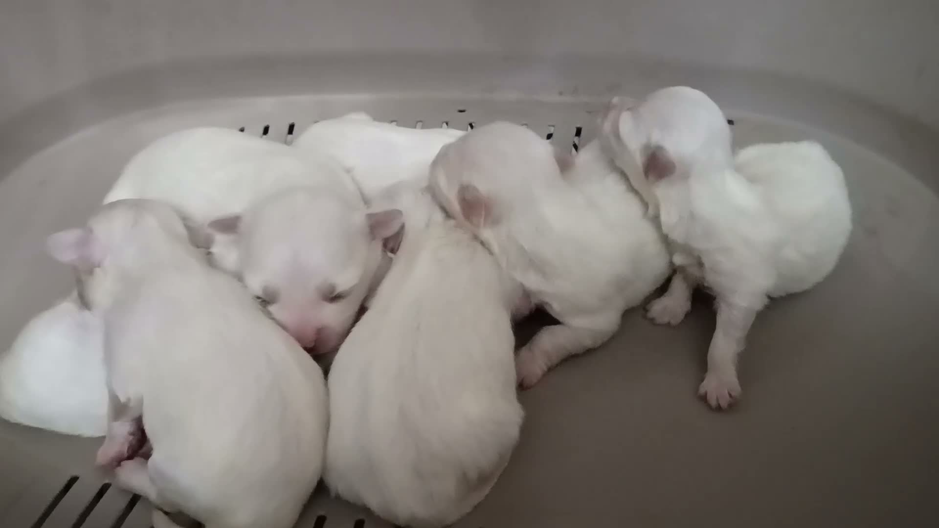Bichón Maltés perros en venta: Maltes Toy - Video 1