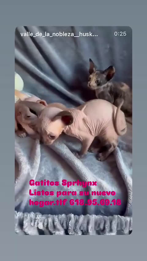 Sphynx gatos en venta: Gatitos Sphynx - Video 3