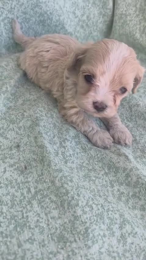 Maltipoo perros en venta: Maltipoo Toy - Video 2