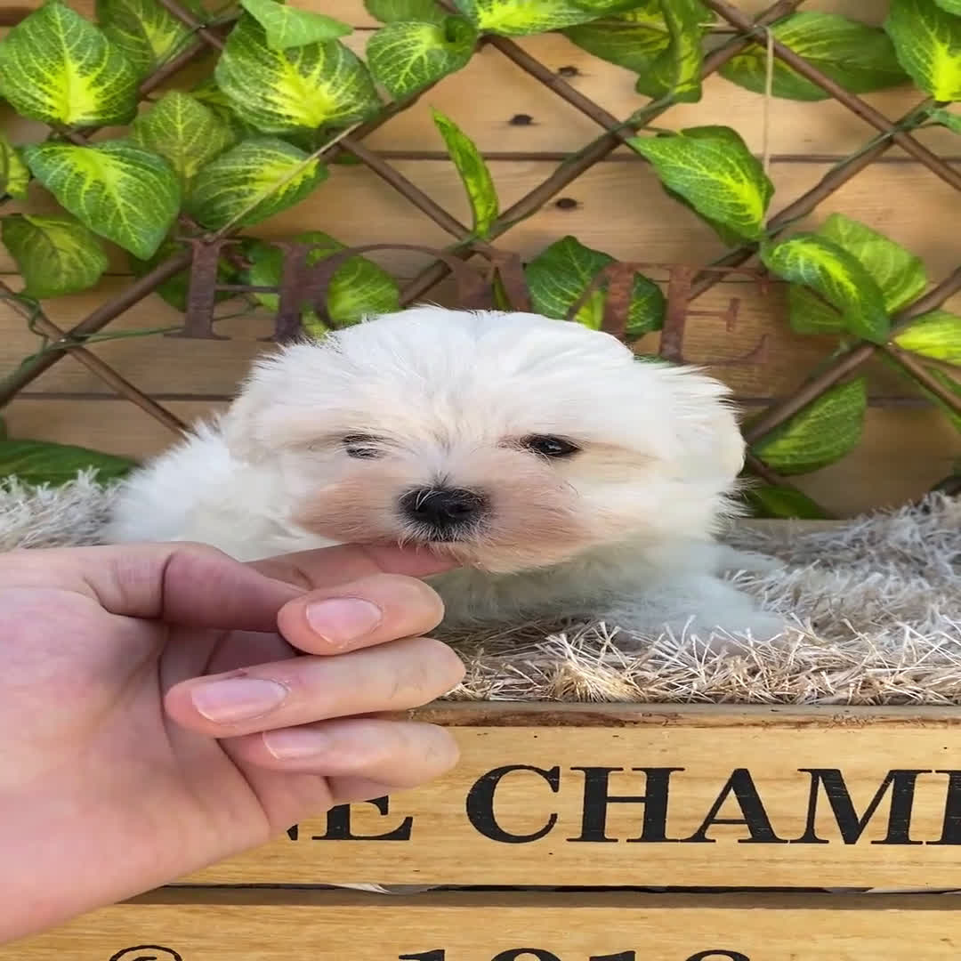 Bichón Maltés perros en venta: Camada de Gala  - Video 4