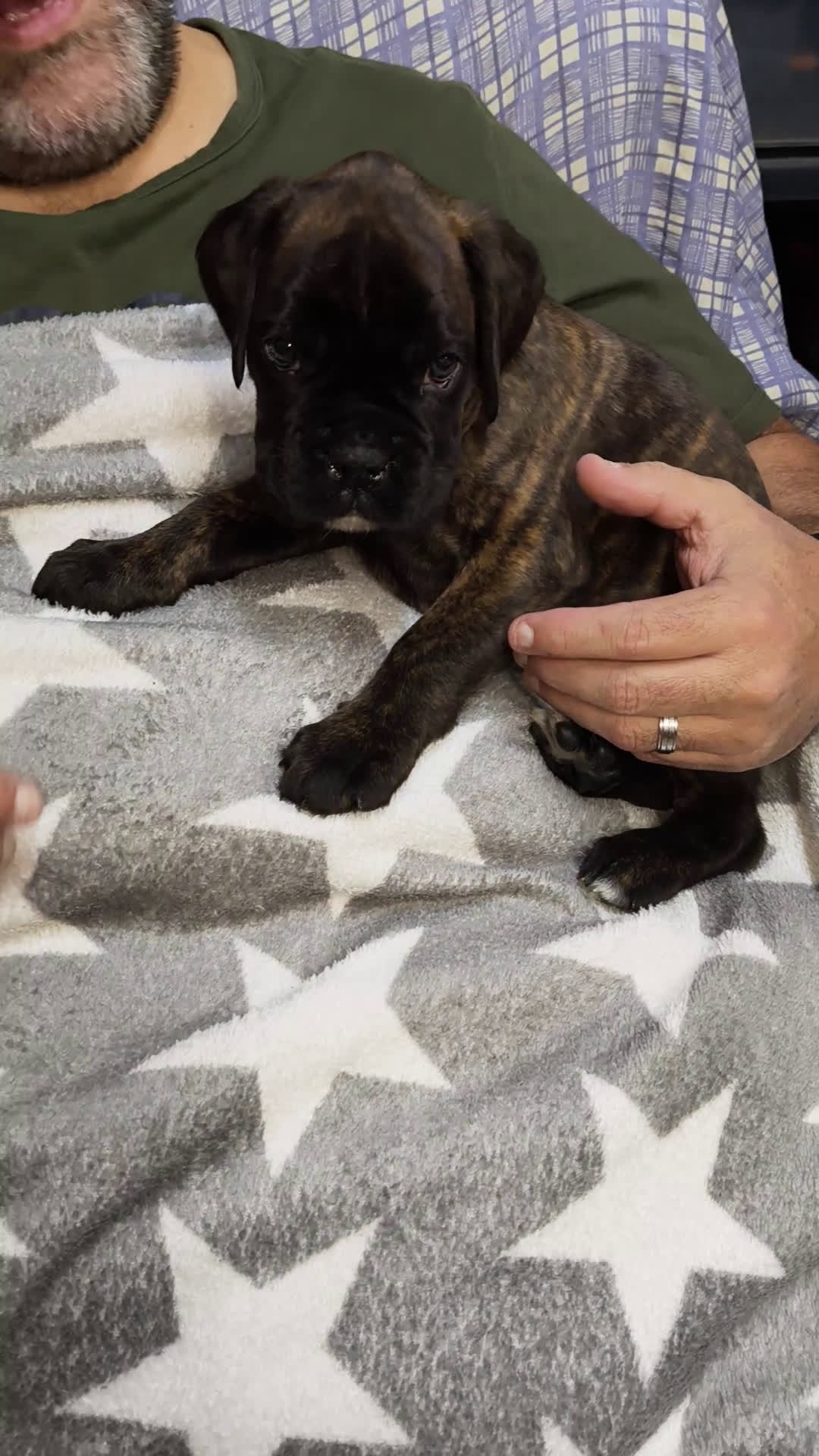 Boxer perros en venta: Bóxer del Pimpanón Camada "i" - Video 1