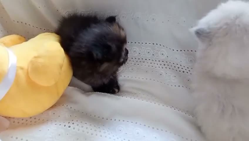Exótico de Pelo Largo gatos en venta: Gatitos persa himalayo  - Video 1