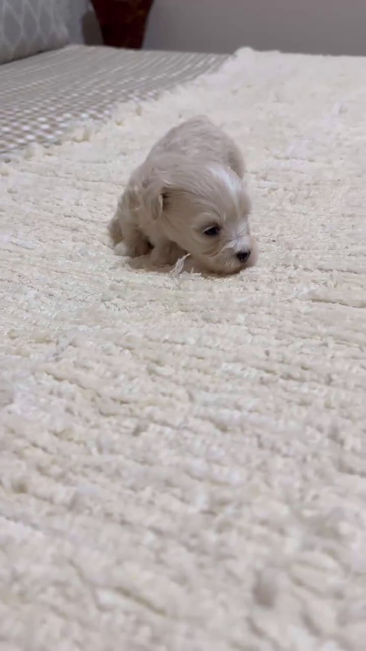 Maltipoo perros en venta: Maltipoo super Toy hembra disponible  - Video 1