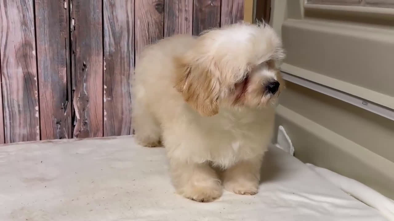 Maltipoo perros en venta: Maltipoo macho con 6 meses. - Video 1