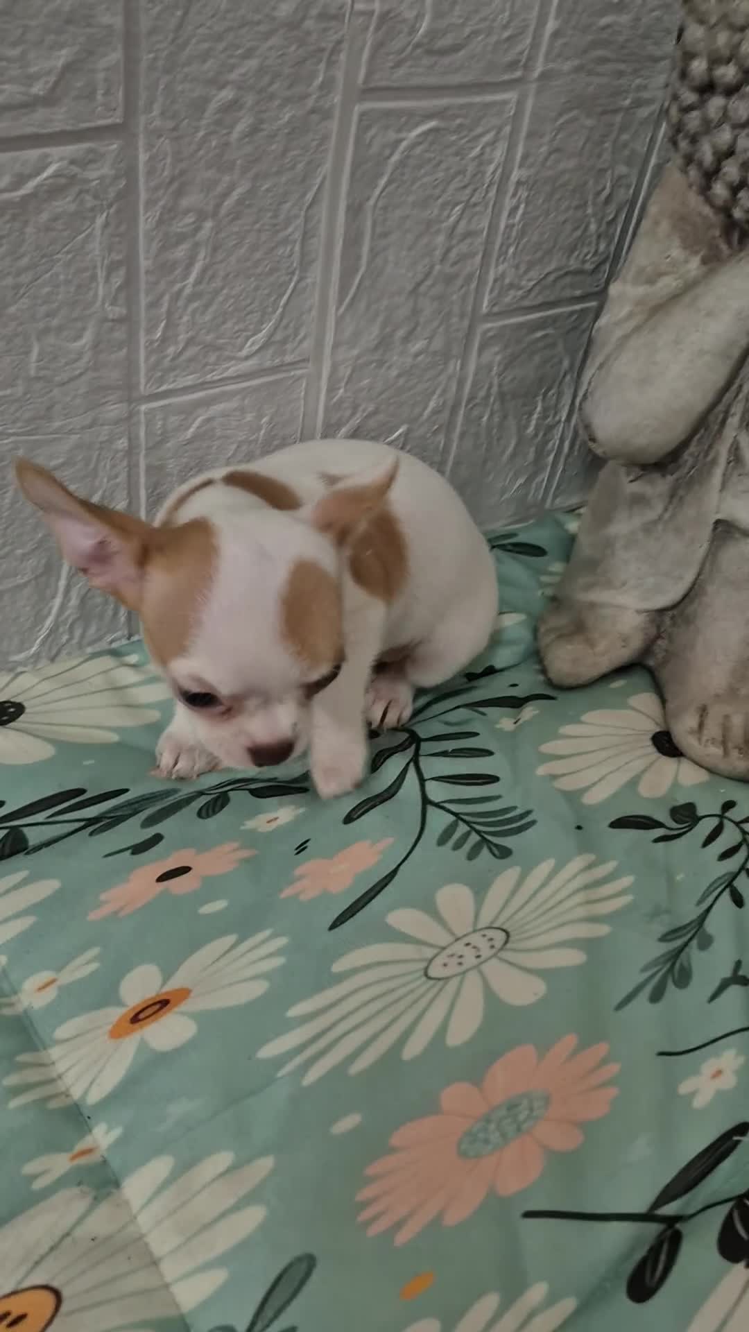 Chihuahua perros en venta: Chihuahua ❤️ 🐾 - Video 1