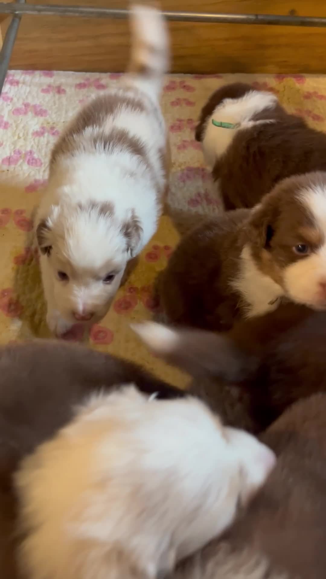 Pastor Australiano perros en venta: Maravillosa camada de Pastor australiano. - Video 3