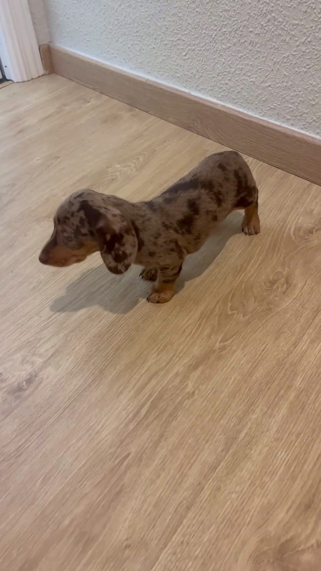 Teckel Miniatura perros en venta: Increíbles Teckel miniatura y Kaninchen .601144783 - Video 4