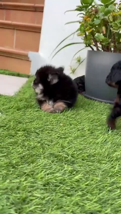 Pomerania perros en venta: POMERANIA HEMBRA DISPONIBLE - Video 1