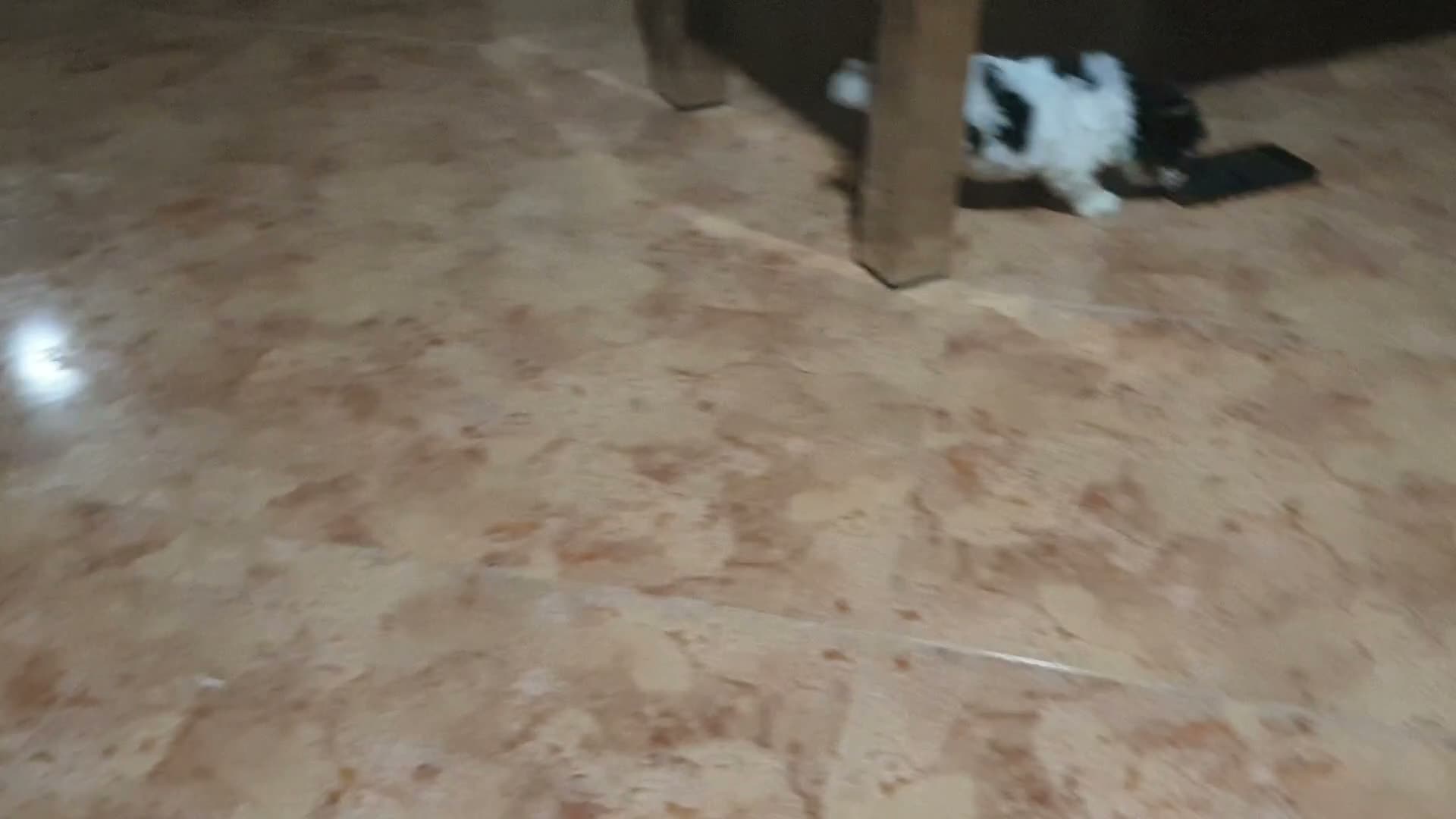 Biewer Yorkshire Terrier a la Pom Pon perros en venta: Biewer con pedigree de la mejor calidad - Video 2