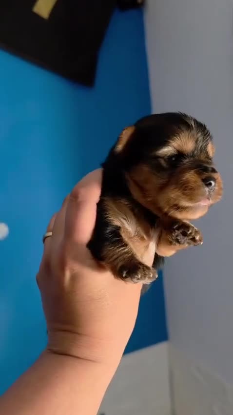 Yorkshire Terrier perros en venta: Camada de Yorkshire - Video 2