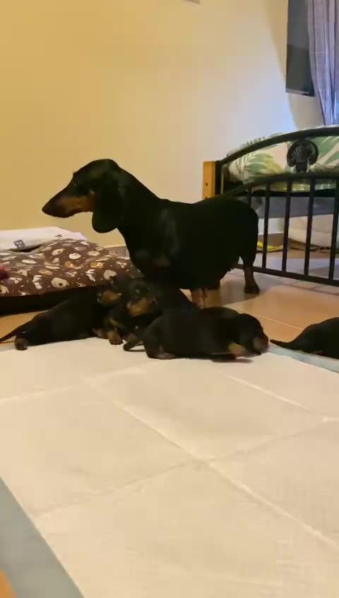 Teckel perros en venta: Negro fuego  - Video 2