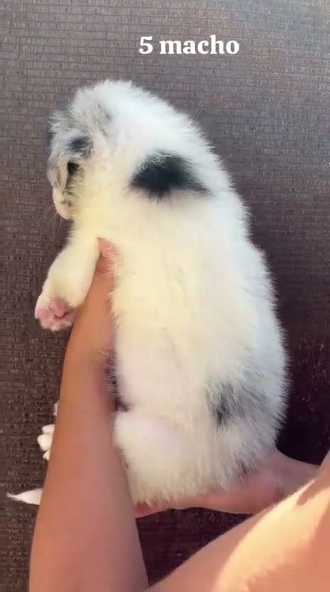 Border Collie perros en adopcion: Border collie - Video 1