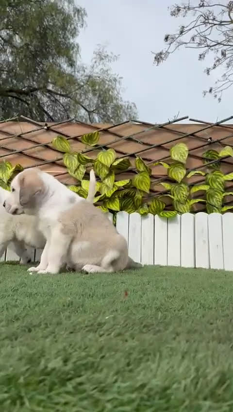 Mastín Español perros en venta: MASTIN ESPAÑOL-CACHORROS PUROS Y RESPONSABLES - Video 1