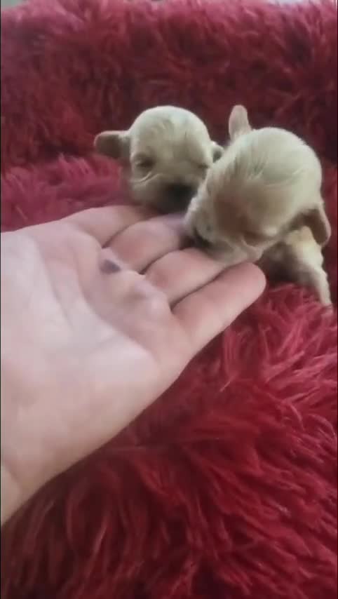 Maltipoo perros en venta: Maltipoo  - Video 1