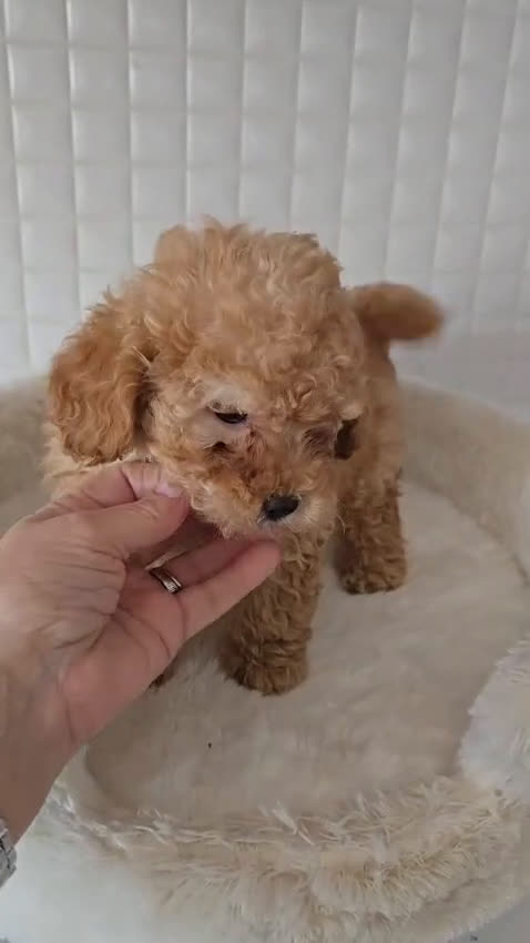 Caniche Toy perros en venta: Caniches Toy negro y apricot macho  - Video 2