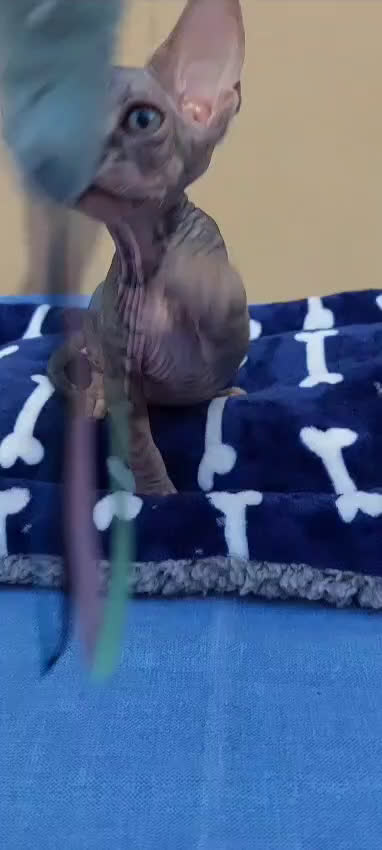 Sphynx gatos en venta: machito tabby  - Video 1