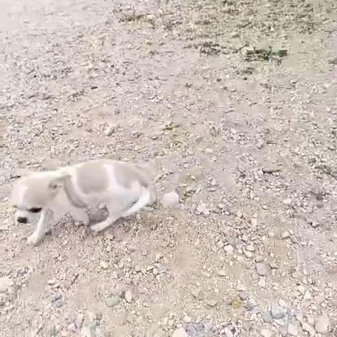 Chihuahua perros en venta: CHIHUAHUA - Video 1
