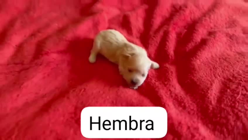 Maltipoo perros en venta: Macho y hembras de maltipoo nacionales  - Video 4